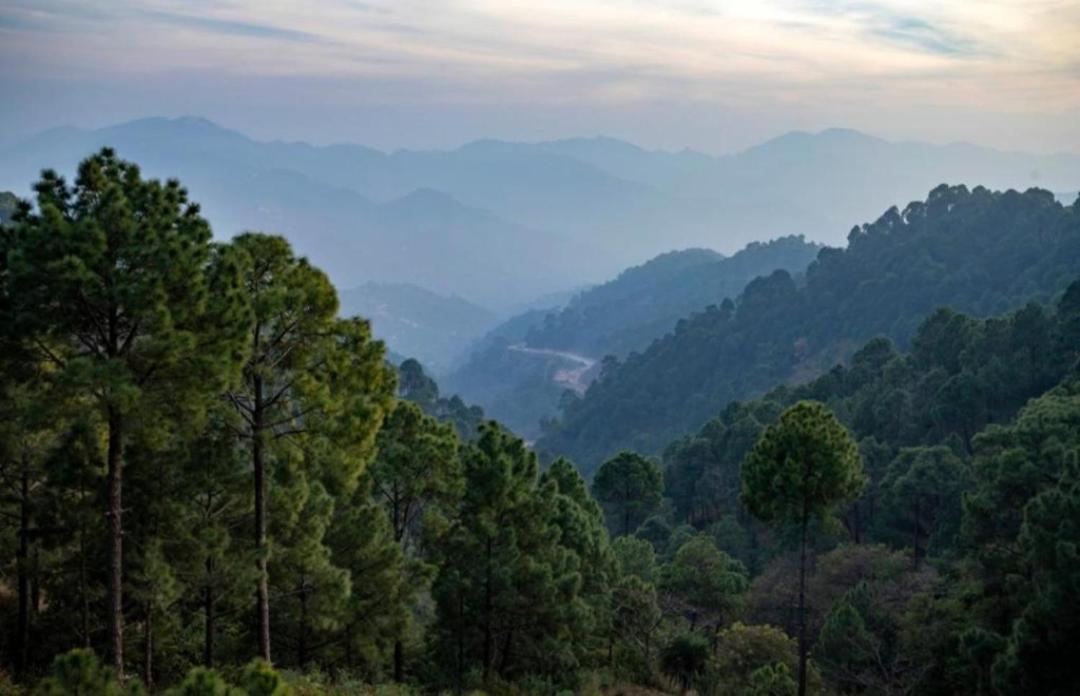 The Heritage Home Kasauli I Pine View Serviced Villa I Best Seller I Vacations I Family Events I Sky Bonfire I Kasauli By Exotic Stays ภายนอก รูปภาพ